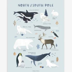 Lámina animaux pôle nord et sud