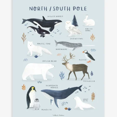 Lámina animaux pôle nord et sud