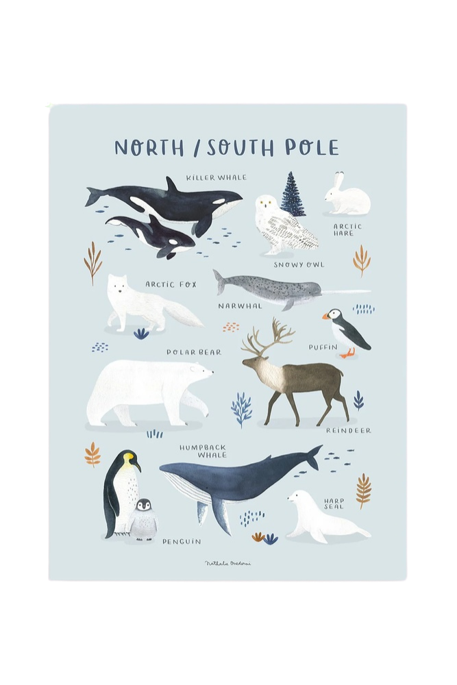 Lámina animaux pôle nord et sud